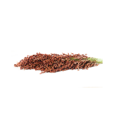 Premium African Red Sorghum