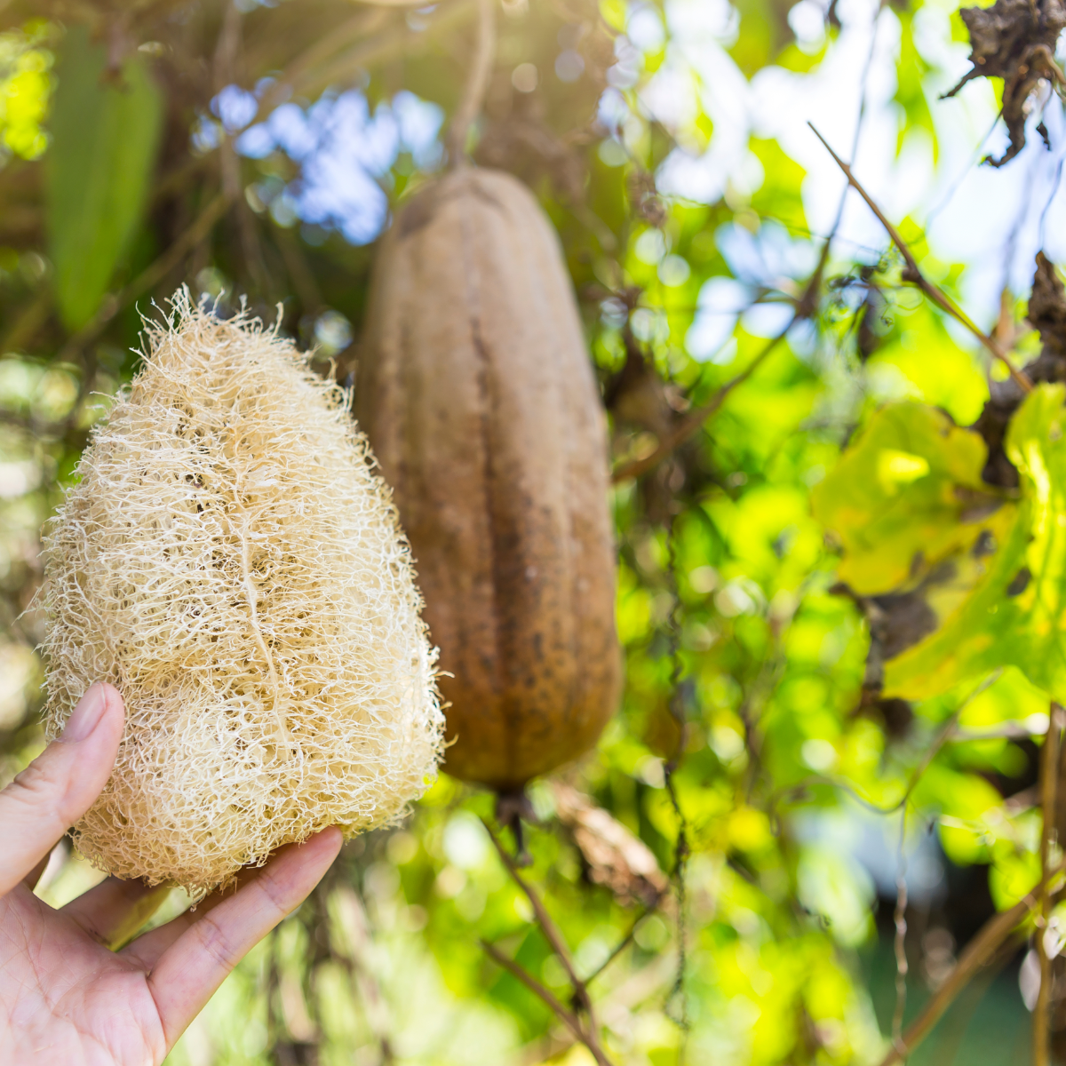 Traditional tree sponge